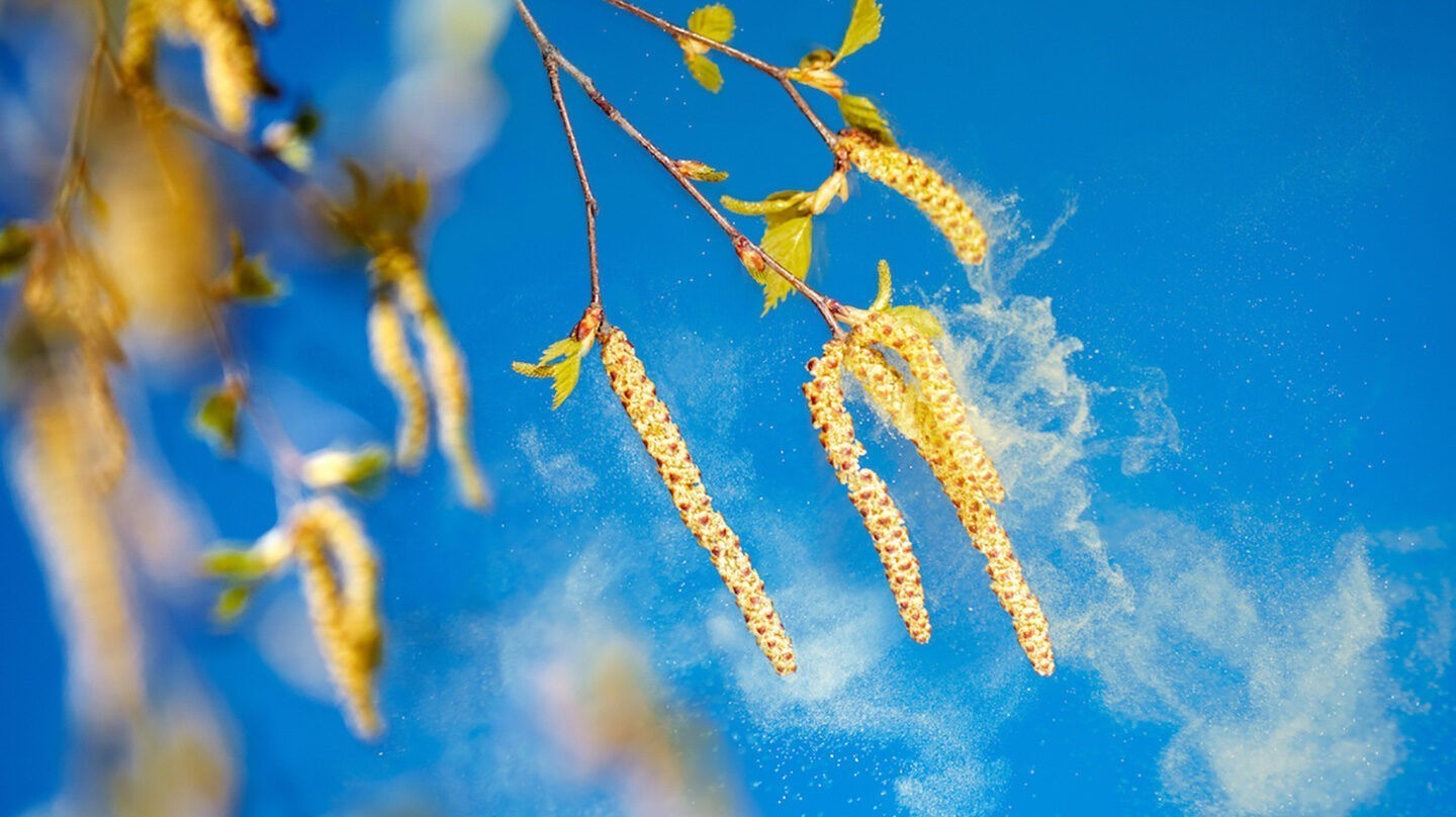 Pollenallergie Symptome: Fliegenden Birkenpollen vor blauem Himmel.